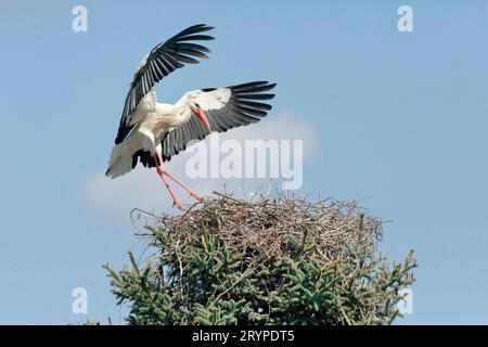 Europäischer Weißstorch (Ciconia ciconia). Männliche Landung auf dem Nest. Deutschland Stockfoto