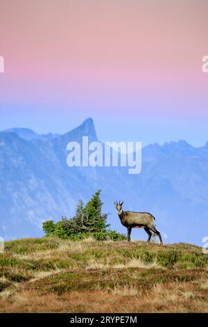 Gämse (Rupicapra rupicapra). Weibchen bei Tagesanbruch am Niederhorn (2190 m) mit Stockhorn im Hintergrund. Berner Oberland, Bern, Schweiz Stockfoto