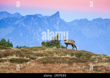 Gämse (Rupicapra rupicapra). Weibchen bei Tagesanbruch am Niederhorn (2190 m) mit Stockhorn im Hintergrund. Berner Oberland, Bern, Schweiz Stockfoto