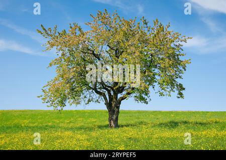Apfel (Malus domestica). Einsam stehender Apfelbaum auf einer Wiese mit blühenden Butterblumen. Bei Hombrechtikon im Zuercher Oberland, Kanton Zuerich, Schweiz Stockfoto