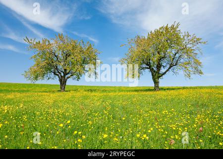 Apfel (Malus domestica). Zwei Apfelbäume auf einer Wiese mit blühenden Butterblumen. Bei Hombrechtikon im Zuercher Oberland, Kanton Zuerich, Schweiz Stockfoto