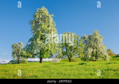 Blühende Birnenbäume auf blühender Wiese. Oetwil am See in Zürich Oberland, Schweiz Stockfoto