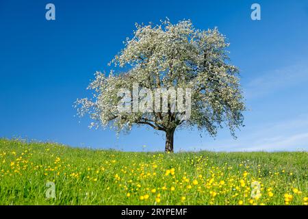 Apfel (Malus domestica). Einsam stehend stehend blühender Apfelbaum auf einer Wiese. Bei Hombrechtikon im Zuercher Oberland, Kanton Zuerich, Schweiz Stockfoto