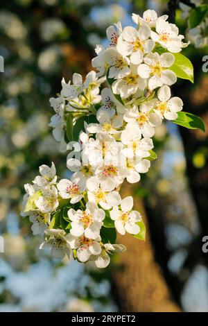 Birne, Birne (Pyrus communis). Blühender Zweig. Schweiz Stockfoto
