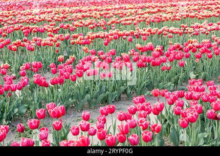 Blühendes Tulpenfeld in Holland, Frühling - schöner floraler grüner Hintergrund Stockfoto