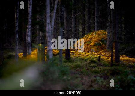 Osby, Schweden, 1. Oktober 2023 frischer, stimmungsvoller Herbstmorgen in Südschweden. Quelle: Peo Möller/Alamy Live News Stockfoto