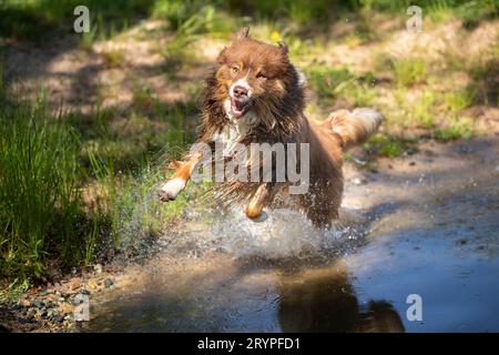Australischer Schäferhund. Erwachsener männlicher Hund, der im Wasser läuft. Deutschland Stockfoto