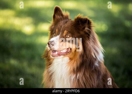 Australischer Schäferhund. Porträt eines erwachsenen Rüdes. Deutschland Stockfoto
