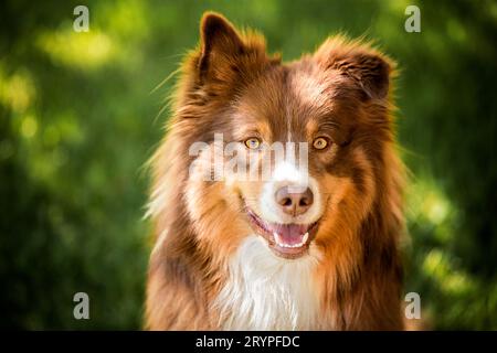 Australischer Schäferhund. Porträt eines erwachsenen Rüdes. Deutschland Stockfoto