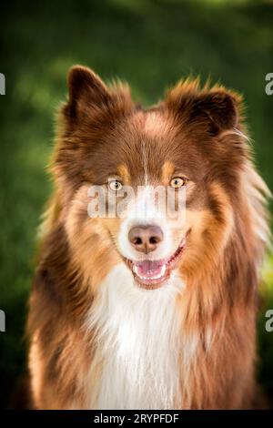 Australischer Schäferhund. Porträt eines erwachsenen Rüdes. Deutschland Stockfoto