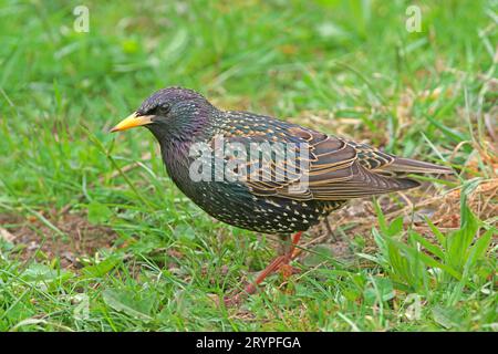 Europäischer Starling (Sturnus vulgaris). Erwachsener im Zuchtgefieder auf der Jagd auf einer Wiese. Deutschland Stockfoto