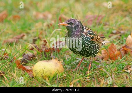 Europäischer Starling (Sturnus vulgaris). Nach der Rückkehr aus ihrem Überwinterungsgebiet freuen sich die Starlinge auf Äpfel und weiches Futter. Deutschland Stockfoto