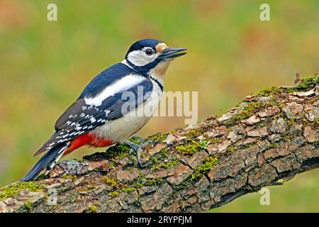 Großer Spotted Woodspecht (Picoides Major, Dendrocopos Major). Weiblich auf einem Weidenzweig. Deutschland Stockfoto