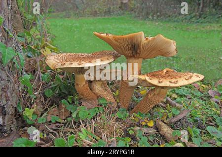 Schuppige Pholiota (Pholiota squarrosa). Gruppe am Fuße eines alten Apfelbaums. Deutschland Stockfoto