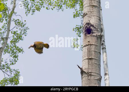 Das Nordflimmern (Colaptes auratus) Stockfoto