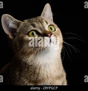 Porträt einer erwachsenen grauen Katzenrasse gerade Schottisch auf schwarzem Hintergrund Stockfoto