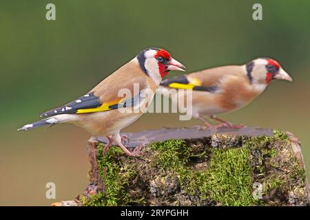 Europäischer Goldfink (Carduelis carduelis). Zwei Erwachsene sitzen auf einem Baumstumpf. Deutschland Stockfoto