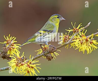 Eurasischer Siskin (Carduelis spinus). Erwachsener Mann, der auf einem blühenden Hexenhazel-Zweig sitzt. Deutschland Stockfoto