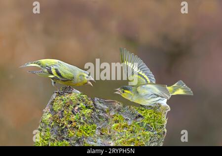 Eurasischer Siskin (Carduelis spinus). Zwei Männer streiten sich am Futterplatz. Deutschland Stockfoto