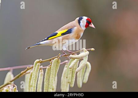 Europäischer Goldfink (Carduelis carduelis), der auf einem blühenden Hasel thront. Deutschland Stockfoto