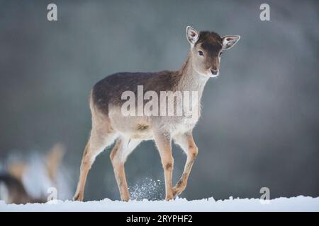 Damhirsch (Cervus dama, Dama dama). Fawn läuft im Schnee. Deutschland Stockfoto