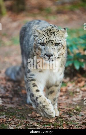 Snow Leopard (Panthera uncia). Erwachsener geht zur Kamera Stockfoto