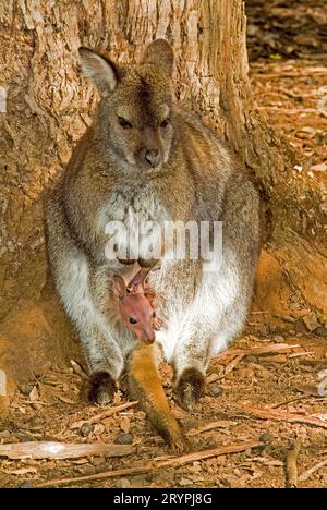 Bennetts Wallaby mit Jungen im Beutel Stockfoto