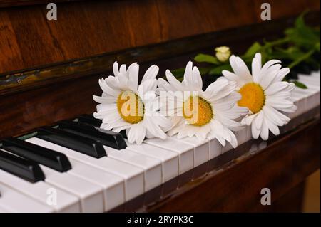 Gänseblümchen auf den Klaviertasten. Konzept. Stockfoto