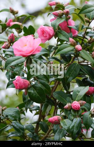 Camellia x williamsii Daiiness, Camellia'Daiiness, halbdoppelte, helllachsrosa Blüten Stockfoto