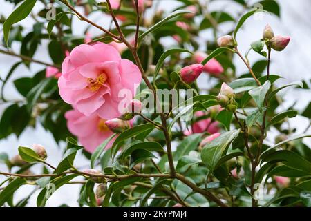 Camellia x williamsii Daiiness, Camellia'Daiiness, halbdoppelte, helllachsrosa Blüten Stockfoto