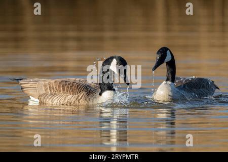 Kanadische Gans (Branta canadensis). Präludium für die Verknüpfung. Deutschland Stockfoto