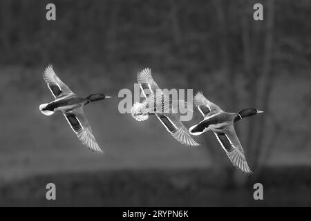 Stockenten (Anas platyrhynchos). Zwei Drachen und eine Ente im Flug. Stockfoto