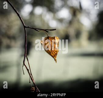 Einzelnes trockenes gelbliches Blatt auf einem Baumzweig Stockfoto