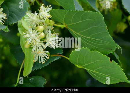 Little Leaf Lime (Tilia cordata), blühender Ast im Sommer Stockfoto
