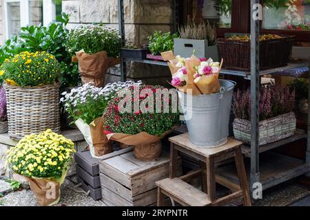 Herbstblumen in Töpfen im Blumenladen. Heidekraut, Chrysanthemen, Hortensie und andere Blumen, Halloween und Thanksgiving Herbstsaison Stockfoto
