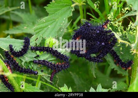 Europäischer PfauenSchmetterling (Aglais io). Junge Raupen fressen an einer Brennnessel Deutschland Stockfoto