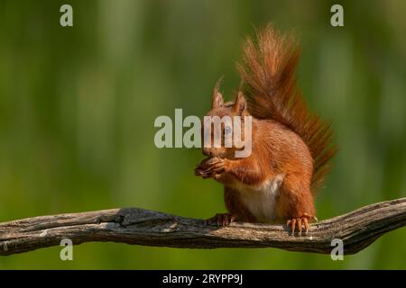 Wunderschönes eurasisches rotes Eichhörnchen (Sciurus vulgaris) auf einem Ast. Noord Brabant in den Niederlanden. Stockfoto