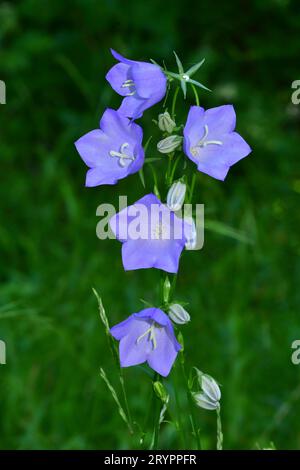 Pfirsichblättrige Glockenblume, Pfirsichglocken, Weidenglocke (Campanula persicifolia), blühend. Deutschland Stockfoto