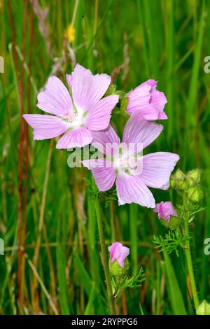 Moschusmalve (Malva moschata), blühend. Deutschland Stockfoto