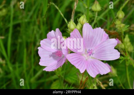 Moschusmalve (Malva moschata), blühend. Deutschland Stockfoto