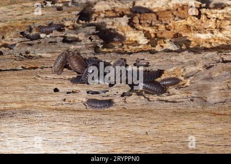 Gemeine raue Holzläuse, raue Holzlaus (Porcellio scaber), Familie der Porcellionidae. Auf einem alten verwitterten Holzbrett. Holländischer Garten. Niederlande, Herbst, Stockfoto