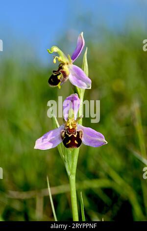 BienenOrchidee (Ophrys apifera). Stiel mit zwei Blüten. Deutschland Stockfoto