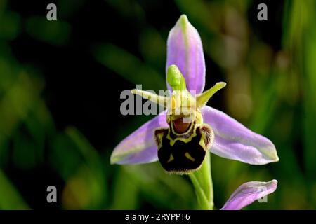BienenOrchidee (Ophrys apifera). Einzelne Blume. Deutschland Stockfoto