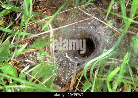 Netz eines Trichterwebers (Angelidae), bedeckt mit Tau. Mit Spinne in trichterförmigem Rückzug. Deutschland Stockfoto