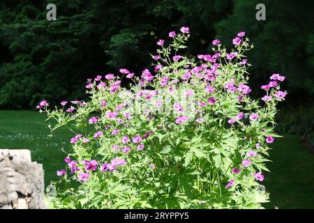 Geranium psilostemon, armenischer Cranesbill Stockfoto