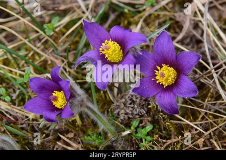 Pasque-Blüte (Pulsatilla vulgaris). Drei Blumen. Deutschland Stockfoto