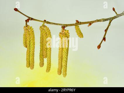 Haselnuss (Corylus avellana). Zweig mit geöffneter weiblicher Blüte und mehreren männlichen Blütenständen. Deutschland Stockfoto