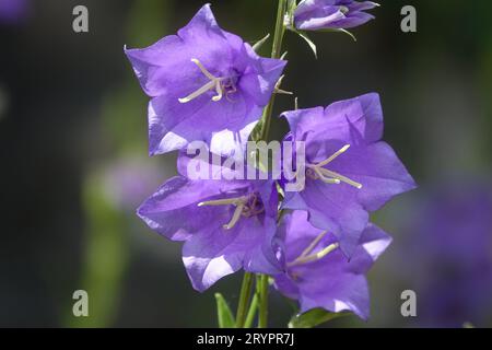 Campanula persicifolia, Pfirsichblättrige Glockenblume Stockfoto