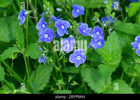 Germander Speedwell (Veronica chamaedrys), blühender Stiel. Deutschland Stockfoto