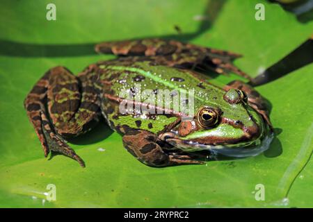 Europäischer Speisefrosch (Pelophylax kl. Esculentus) am Lilienpad. Deutschland Stockfoto